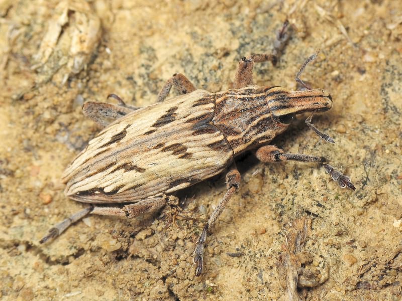 Coniocleonus nigrosuturatus (Goeze, 1777)